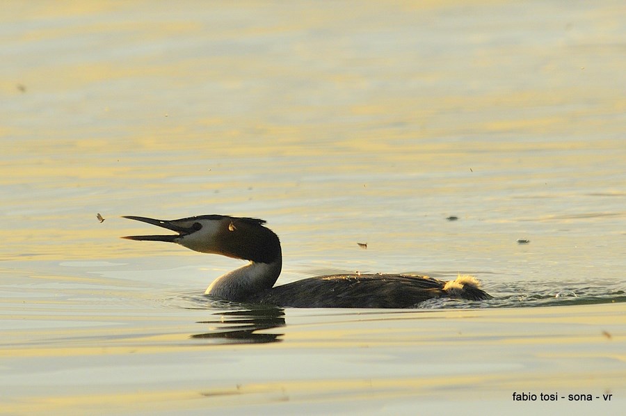 Lo svasso si ciber� anche di pesce,forse, .....